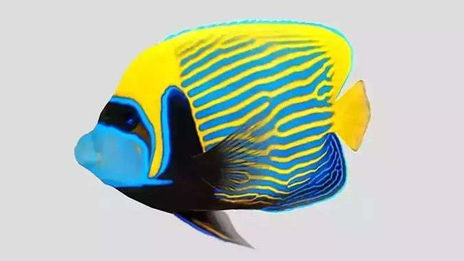 Emperor Angel fish Low-poly 3D model
