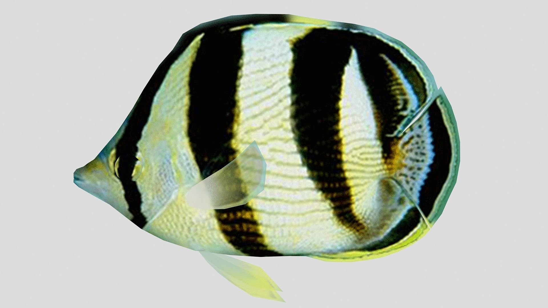 Banded Butterfly Fish Low-poly 3D model_2