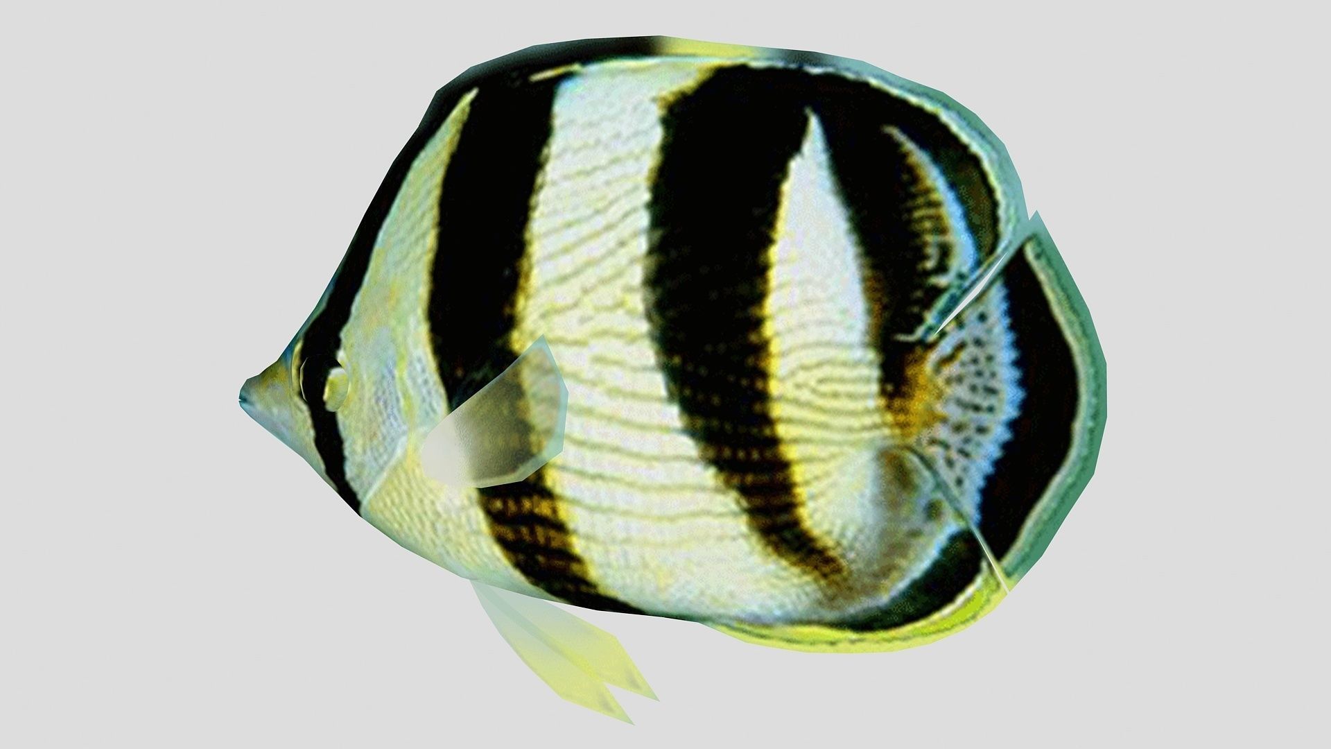 Banded Butterfly Fish Low-poly 3D model_4
