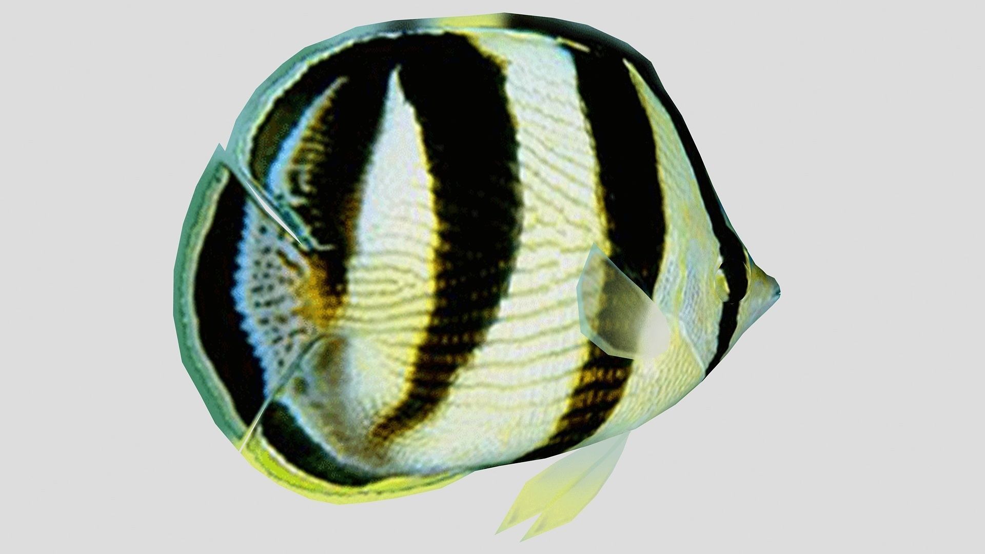 Banded Butterfly Fish Low-poly 3D model_3