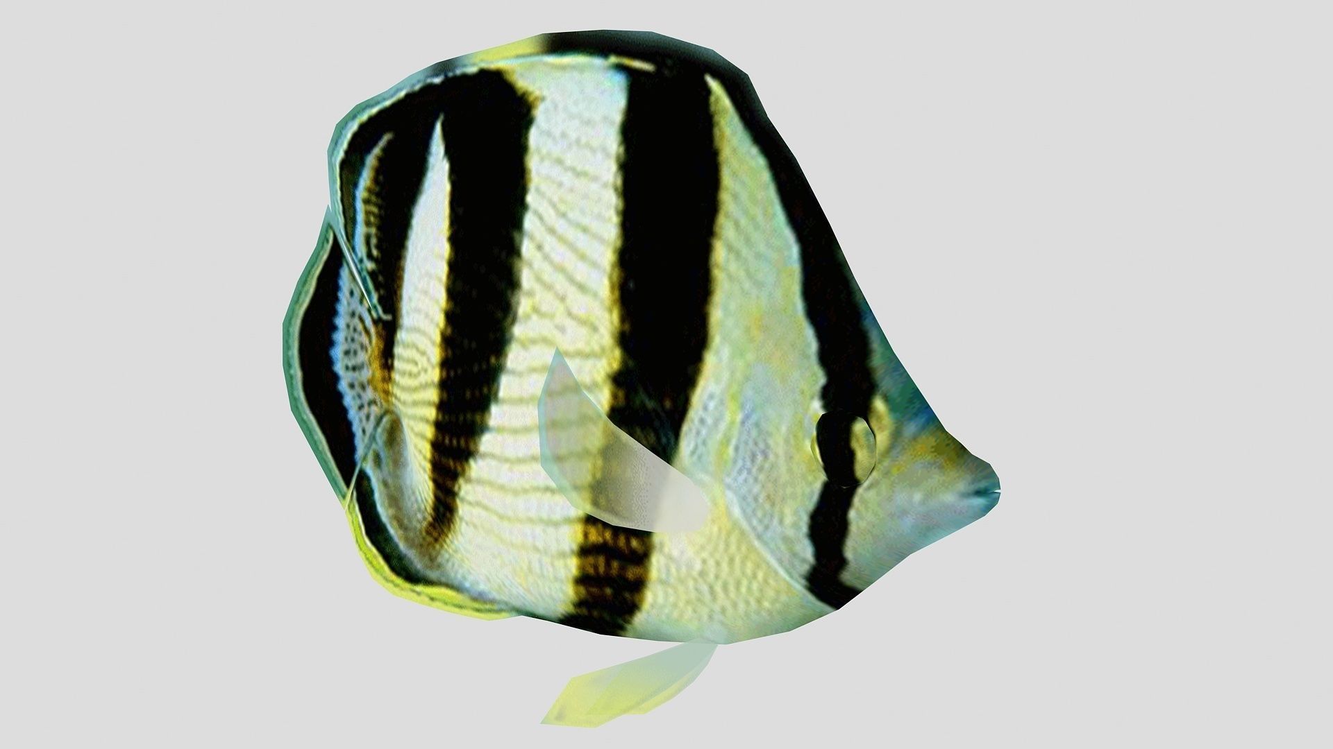Banded Butterfly Fish Low-poly 3D model_1