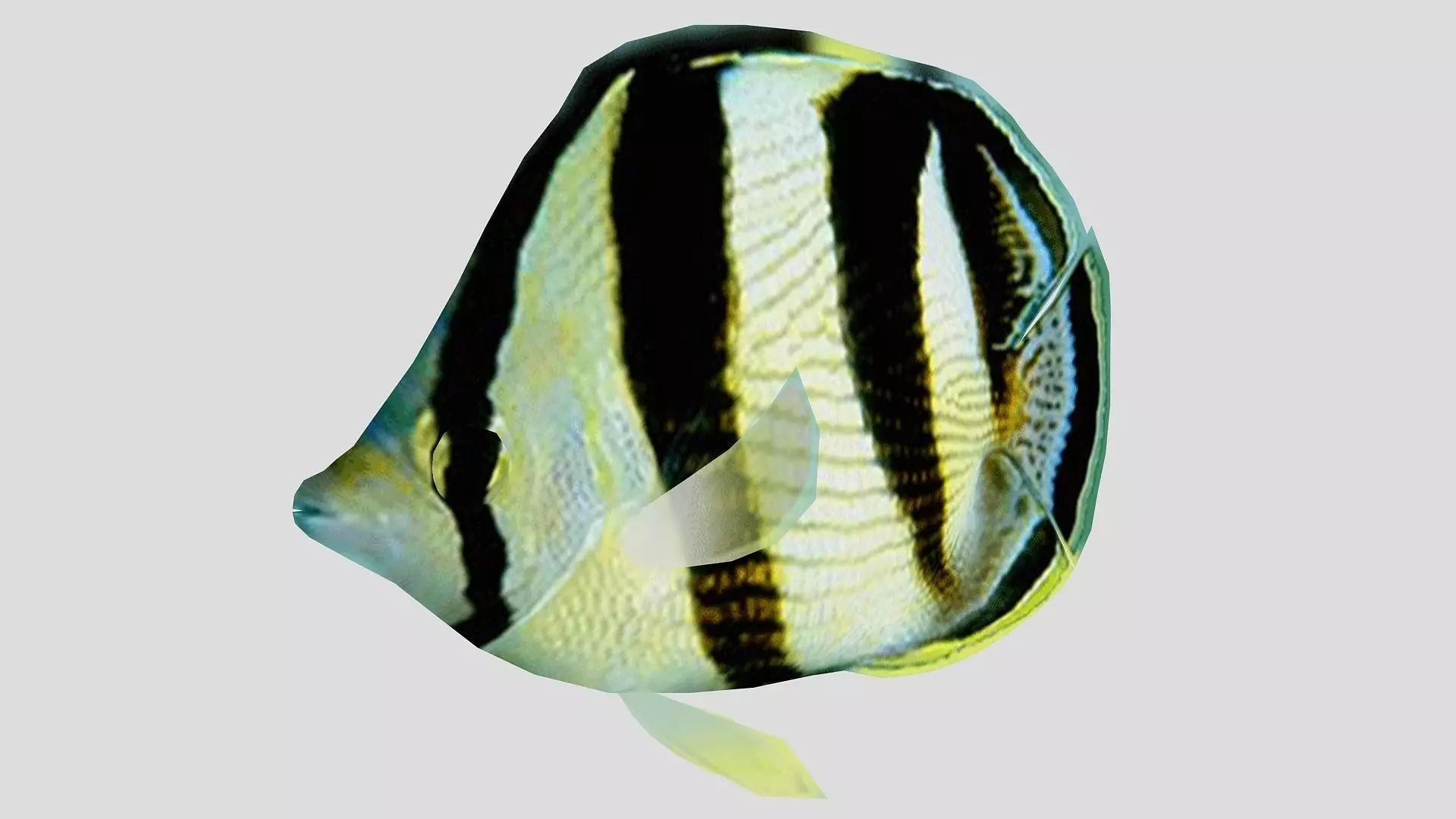Banded Butterfly Fish Low-poly 3D model_0