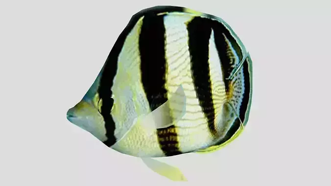 Banded Butterfly Fish Low-poly 3D model