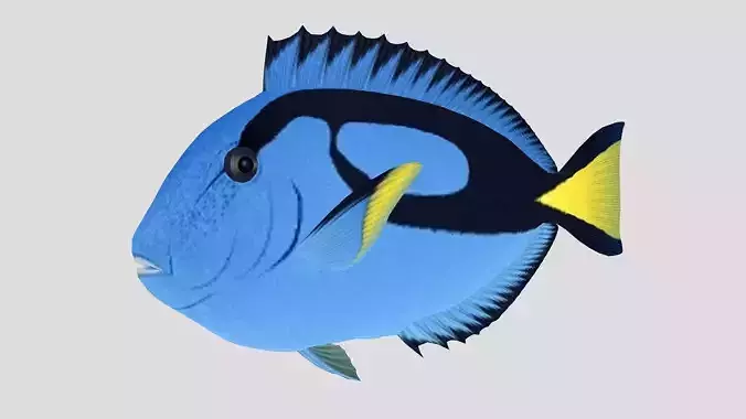  Blue Tang Tropical Fish
