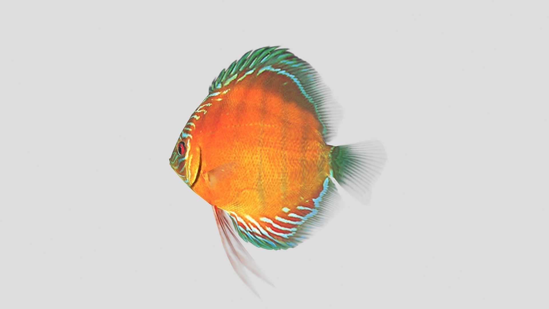  Alenquer Discus Fish Low-poly 3D model_4