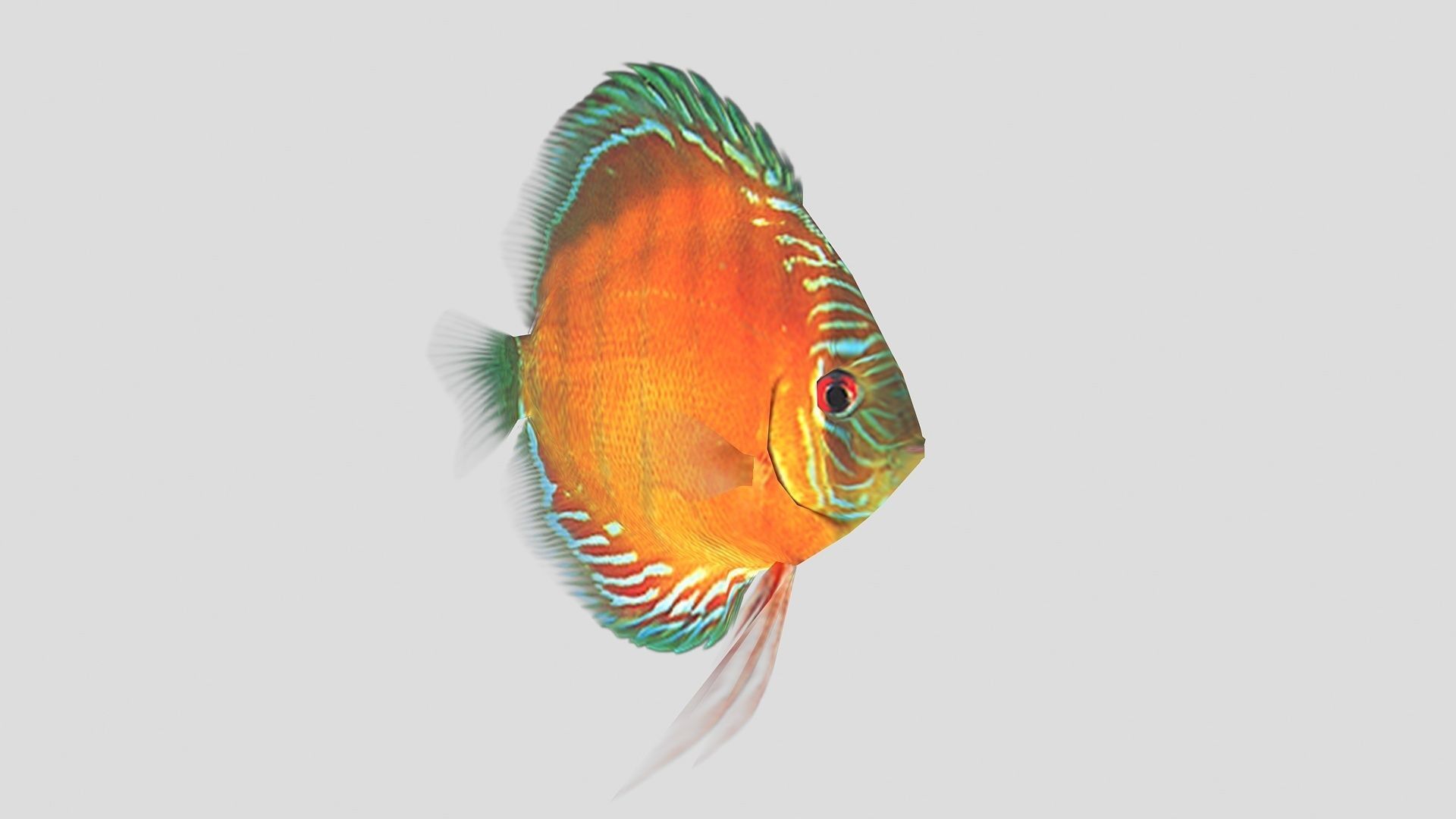  Alenquer Discus Fish Low-poly 3D model_1