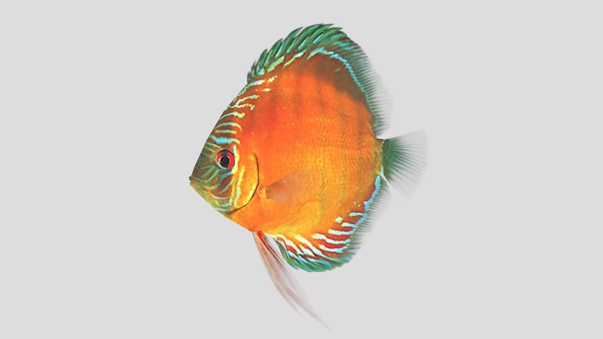  Alenquer Discus Fish Low-poly 3D model_0