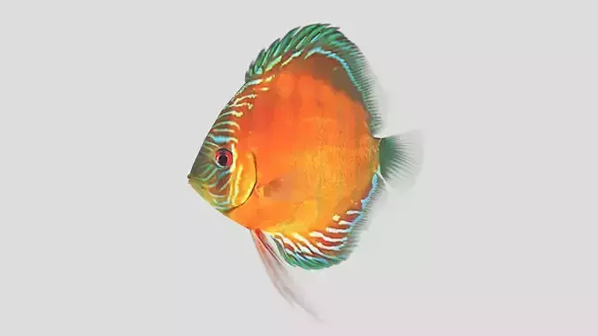  Alenquer Discus Fish
