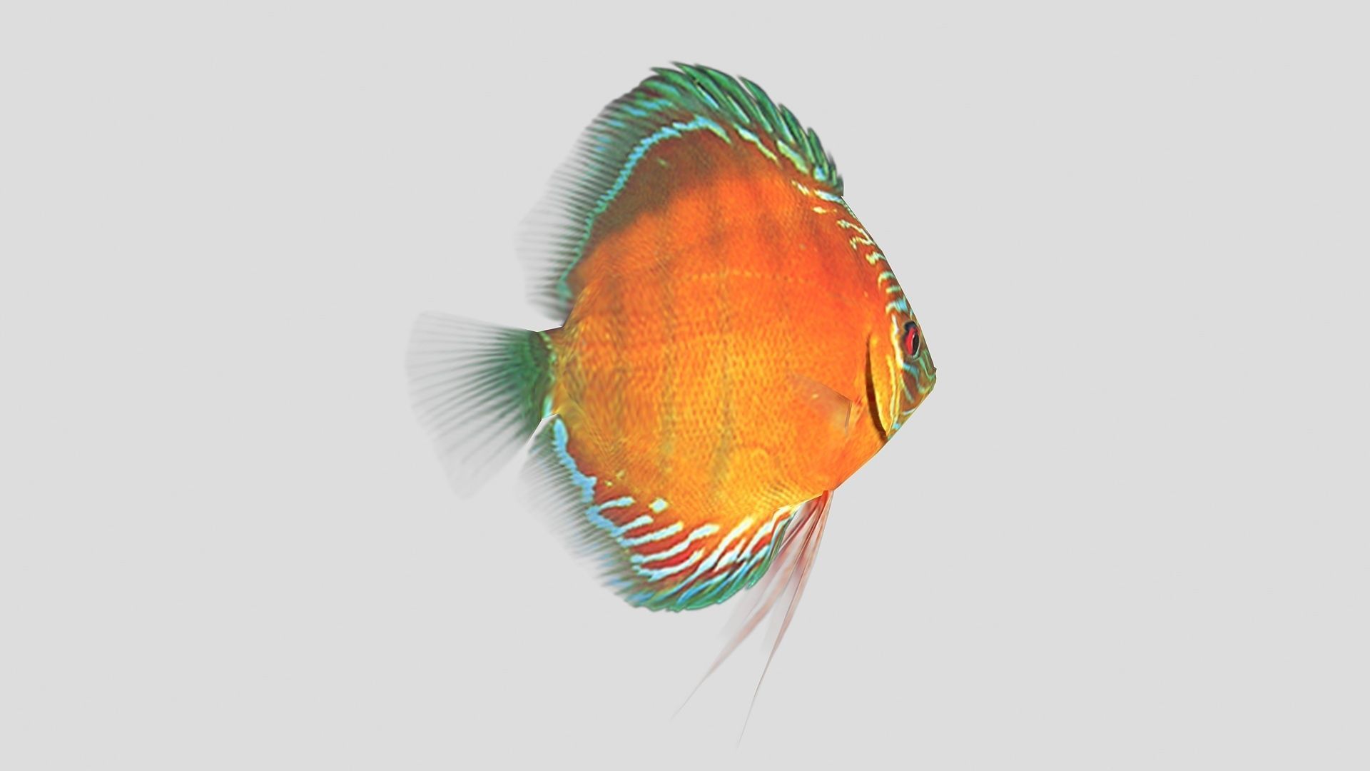  Alenquer Discus Fish Low-poly 3D model_3