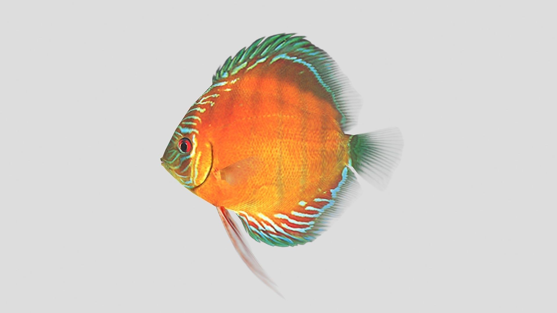  Alenquer Discus Fish Low-poly 3D model_2