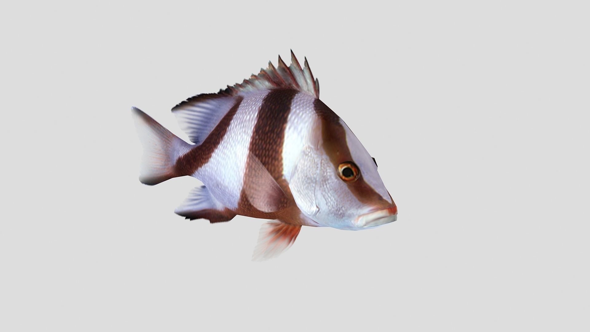 Emperor Red Snapper Fish Low-poly 3D model_1