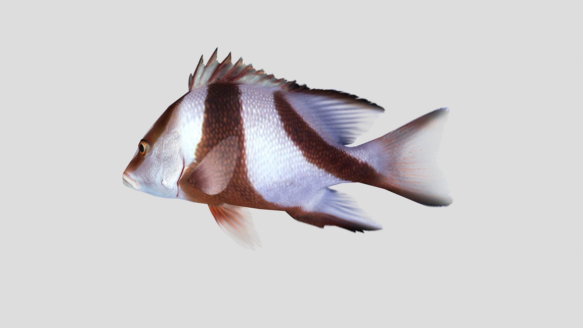 Emperor Red Snapper Fish Low-poly 3D model_4