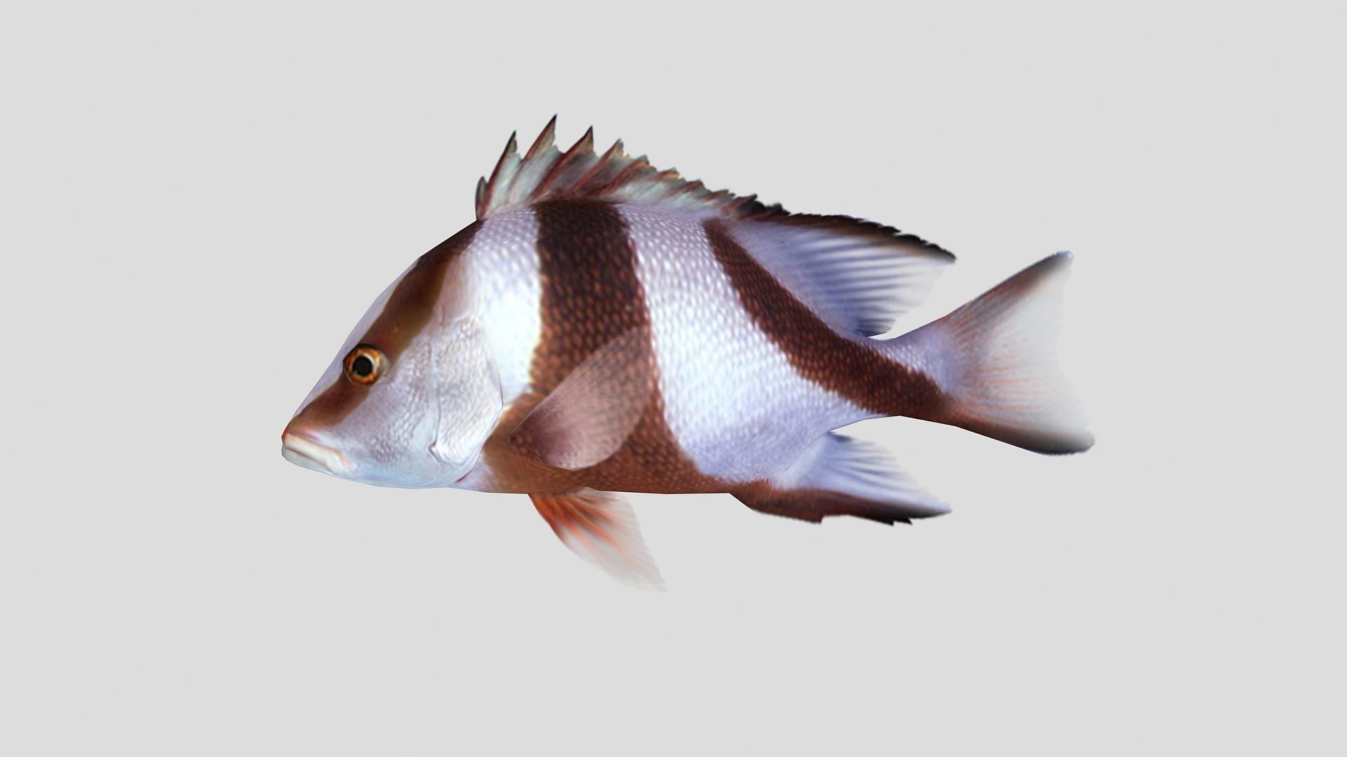 Emperor Red Snapper Fish Low-poly 3D model_2