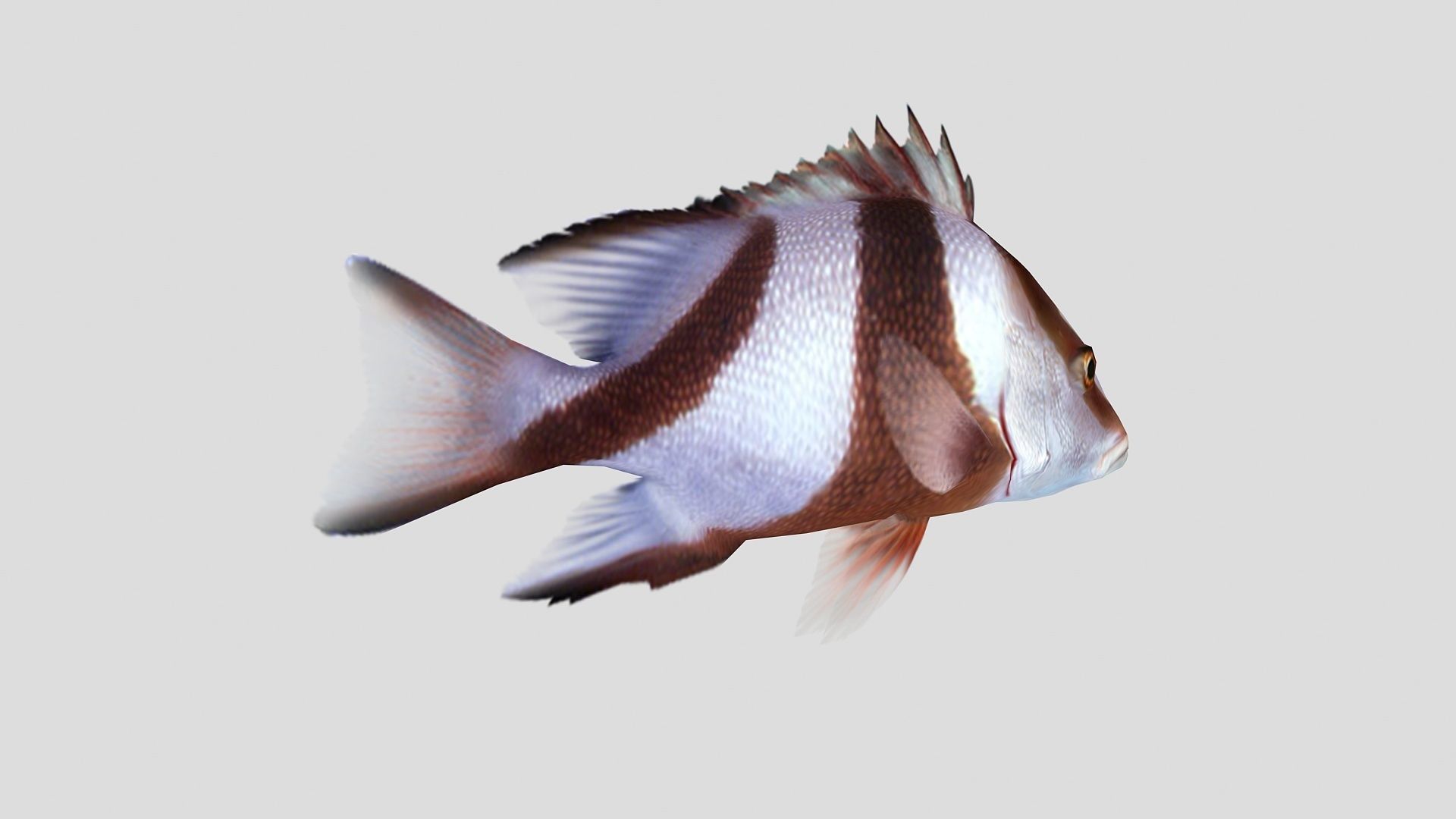 Emperor Red Snapper Fish Low-poly 3D model_3