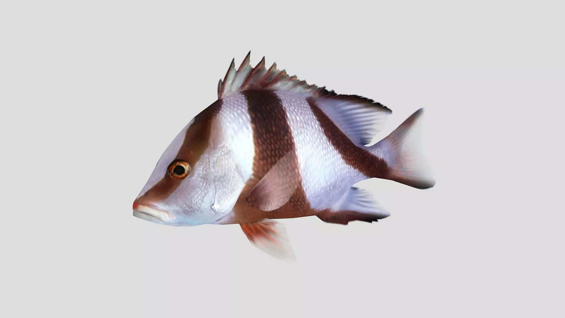 Emperor Red Snapper Fish Low-poly 3D model_0