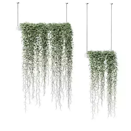 Plants in hanging pots Vinca major 3D model
