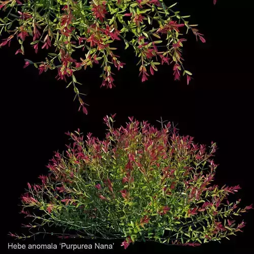 Hebe anomala Purpurea Nana