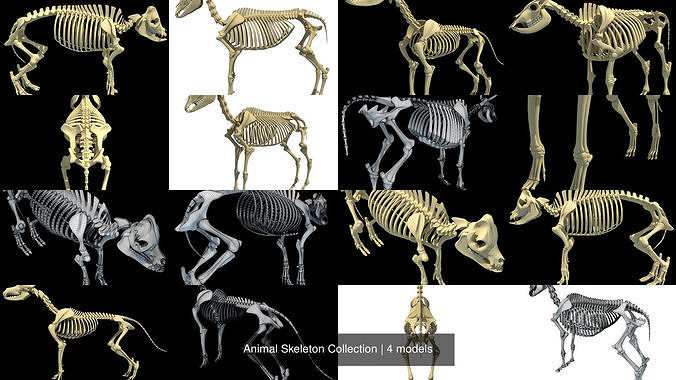 Animal Skeleton Collection 