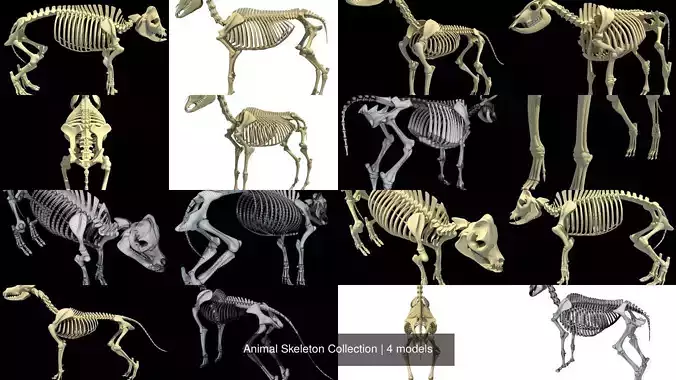 Animal Skeleton Collection 