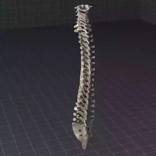 Human Spinal Cord Anatomy 3D model