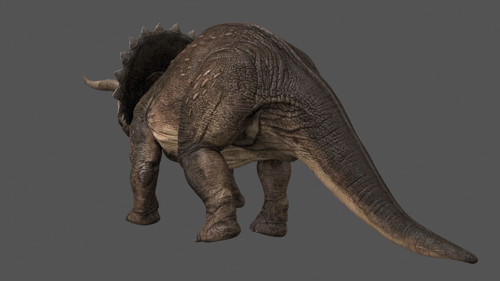 Triceratops dinosaur 3D model_4