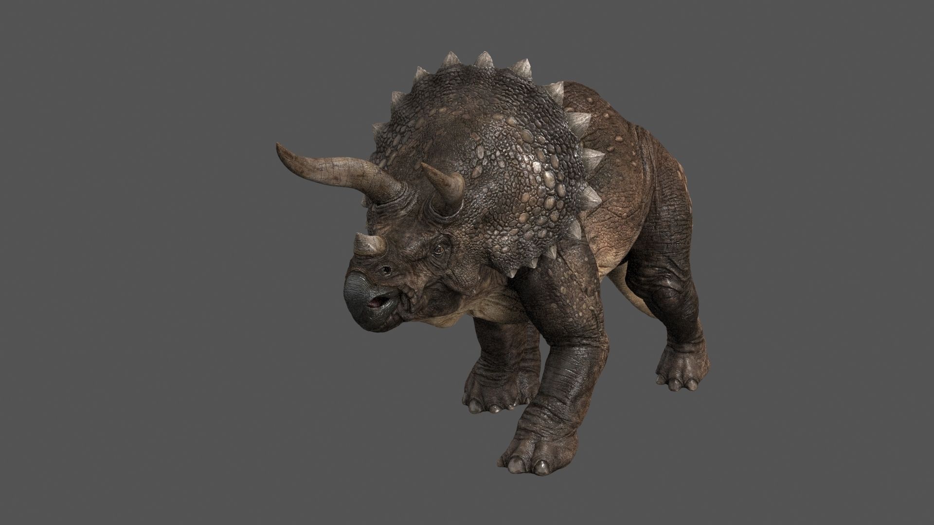 Triceratops dinosaur 3D model_5