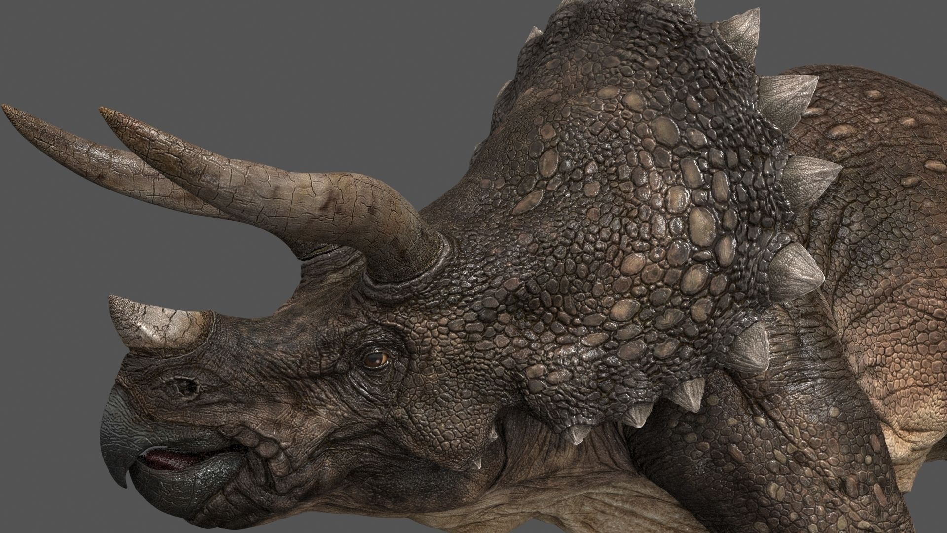 Triceratops dinosaur 3D model_7