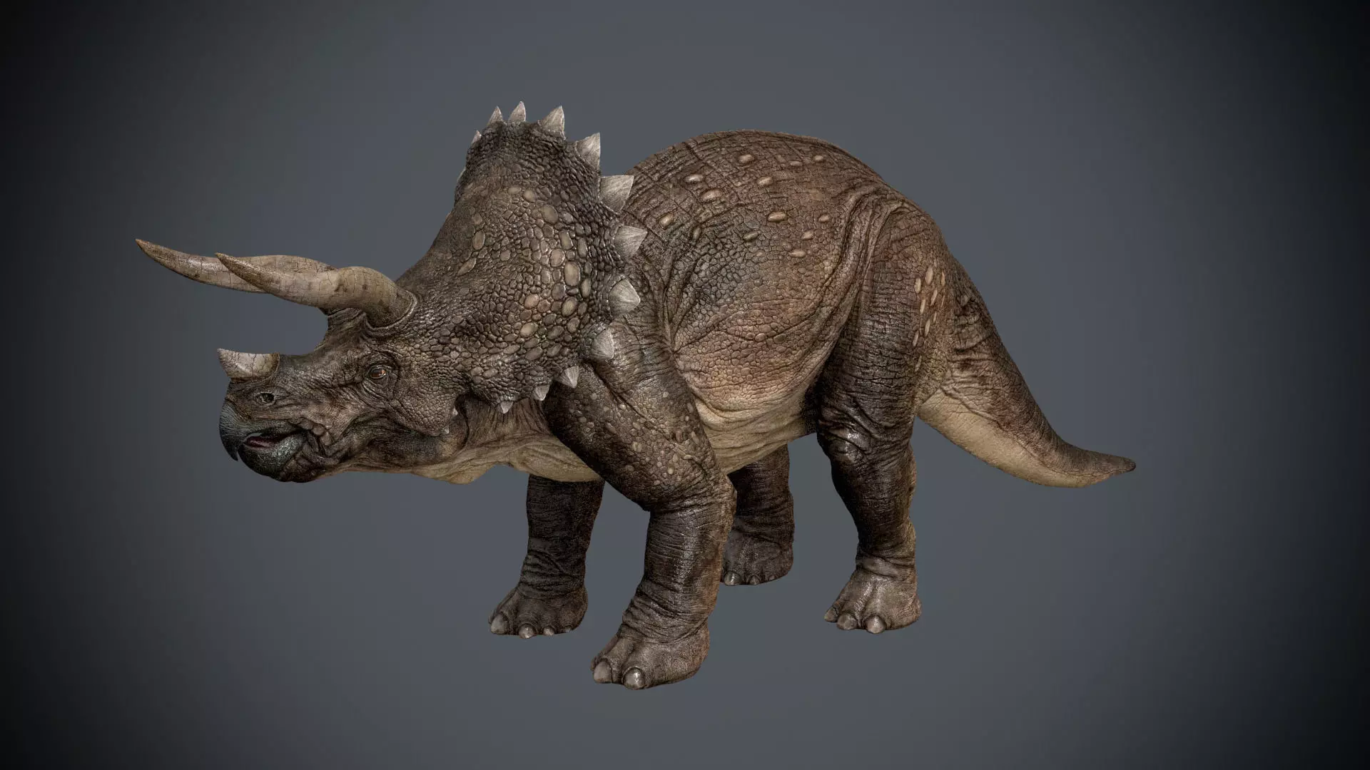Triceratops dinosaur 3D model_0