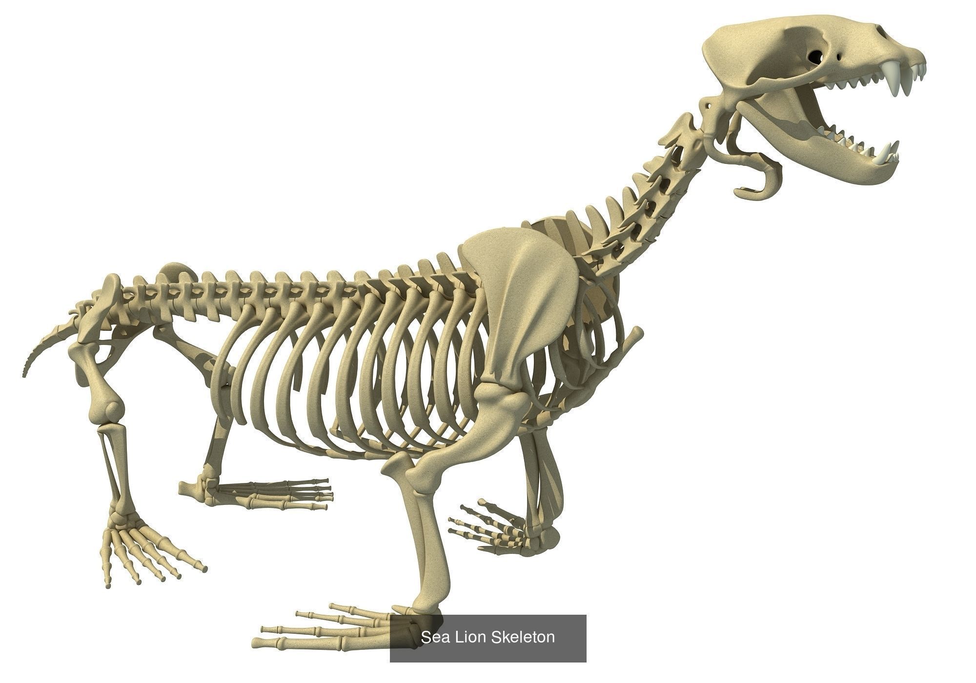 Animal Skeleton 3D Models 3D Model Collection_2