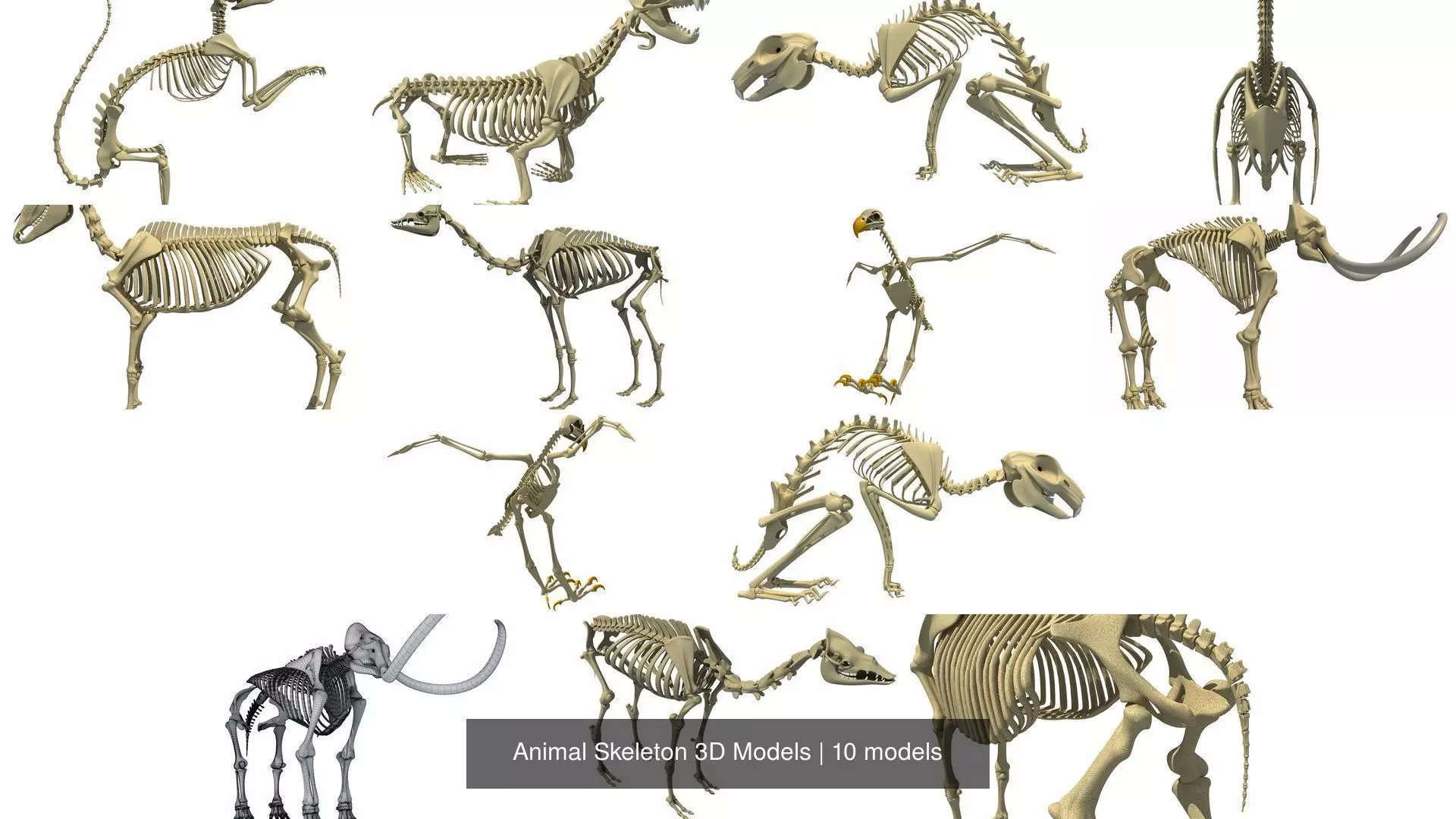 Animal Skeleton 3D Models 3D Model Collection_0