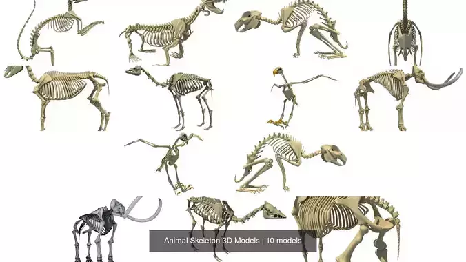 Animal Skeleton 3D Models 3D Model Collection
