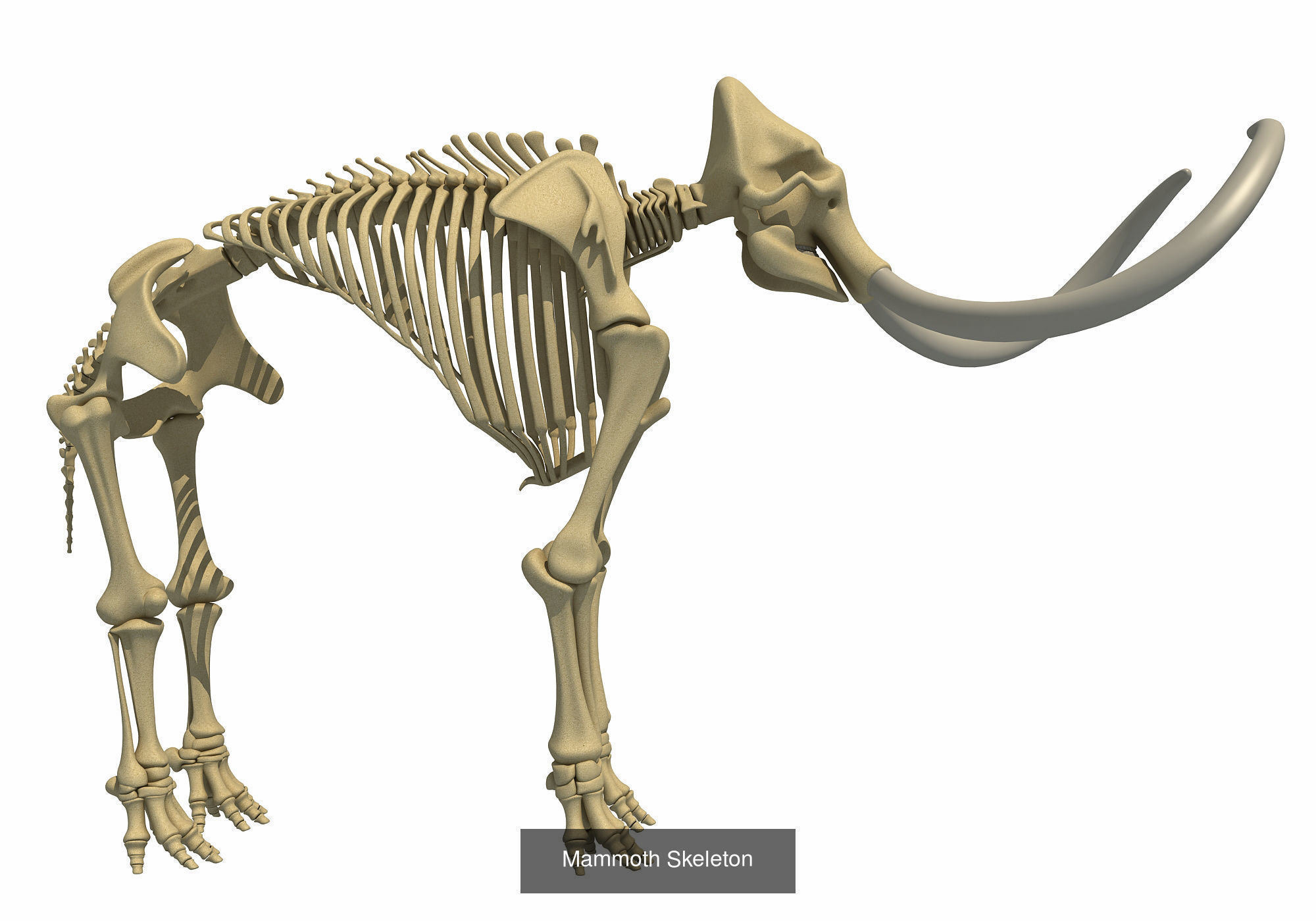 Animal Skeleton 3D Models 3D Model Collection_8