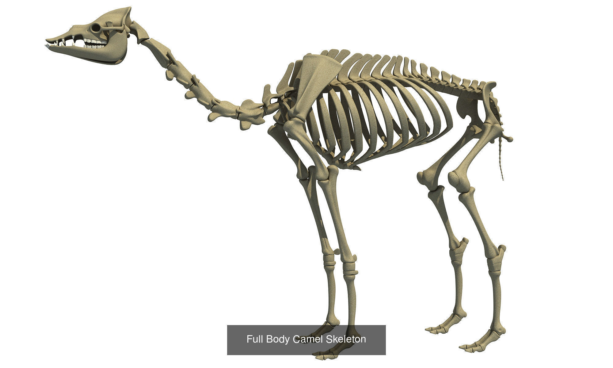 Animal Skeleton 3D Models 3D Model Collection_6