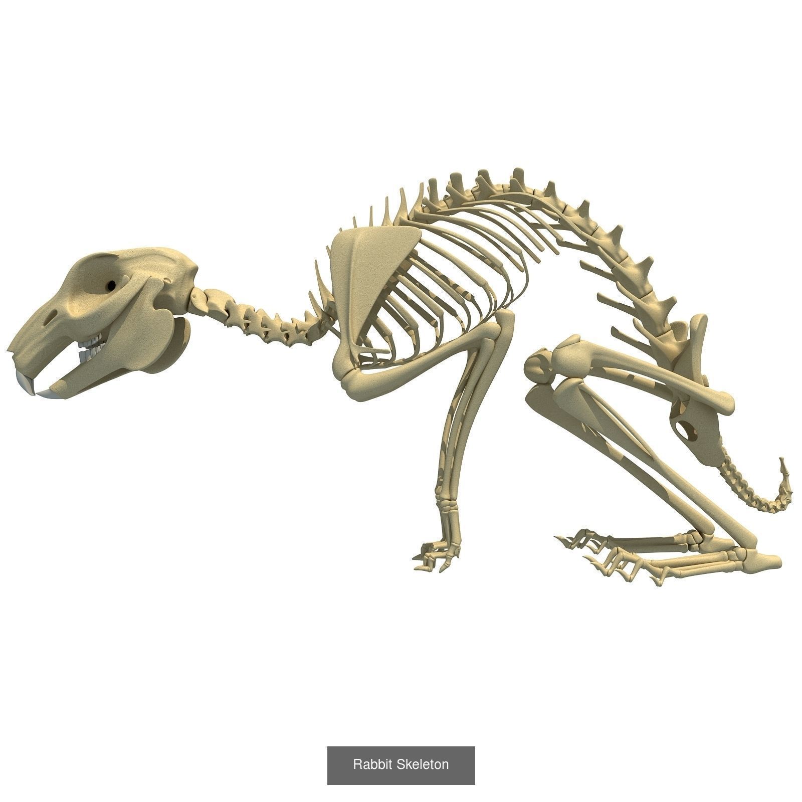 Animal Skeleton 3D Models 3D Model Collection_3