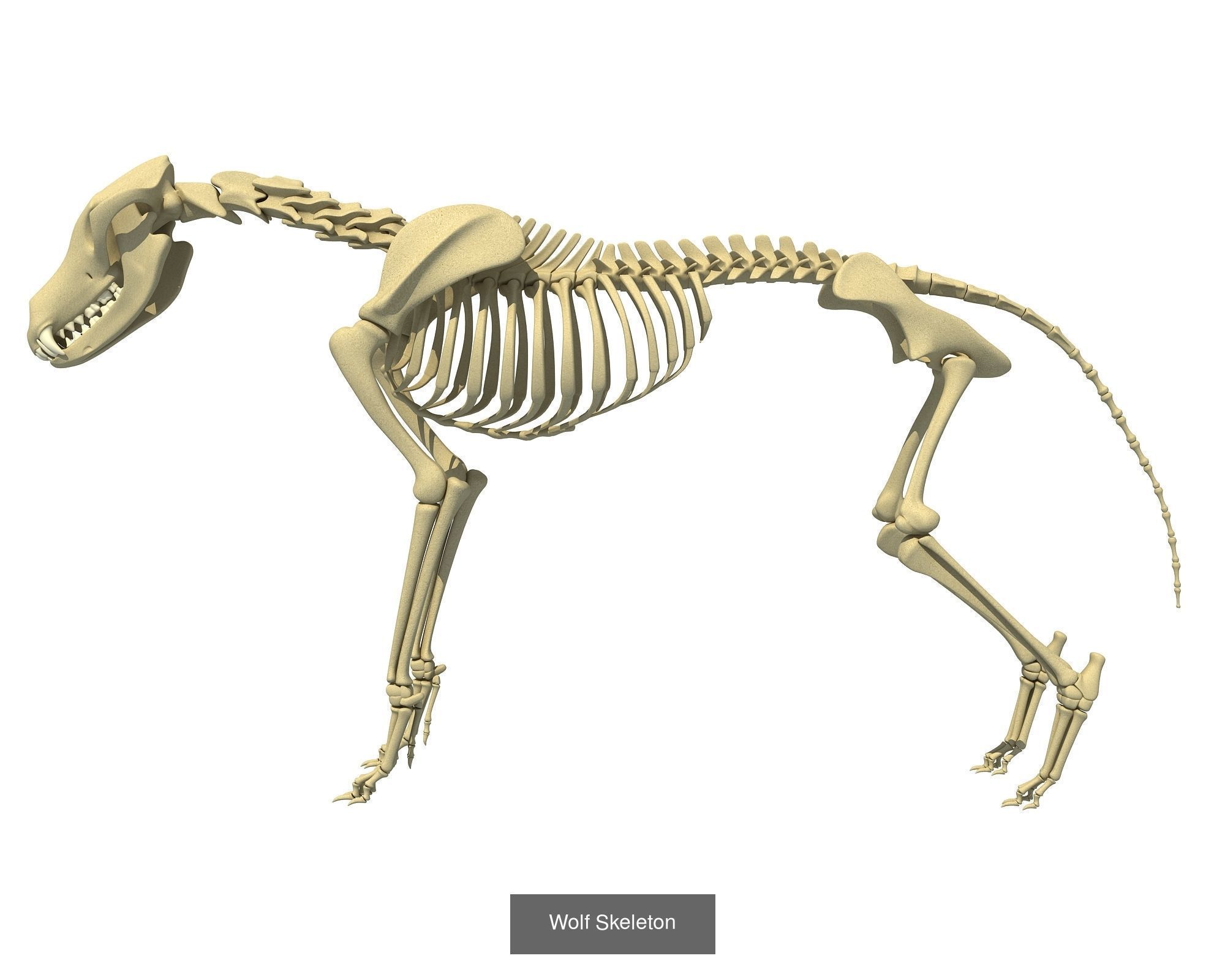 Animal Skeleton 3D Models 3D Model Collection_9