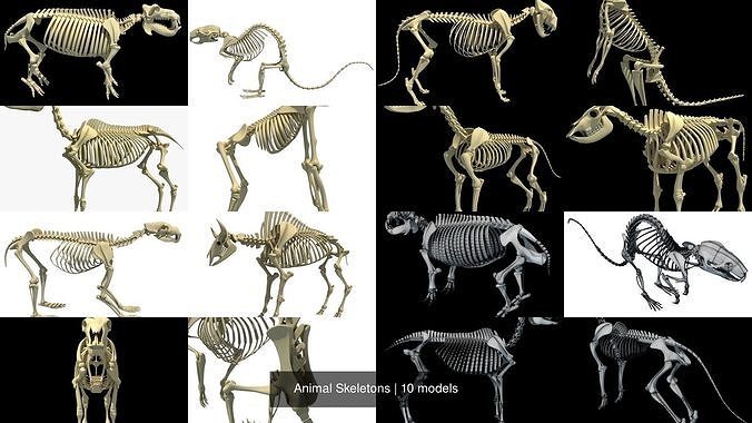 Animal Skeletons 3D Model Collection