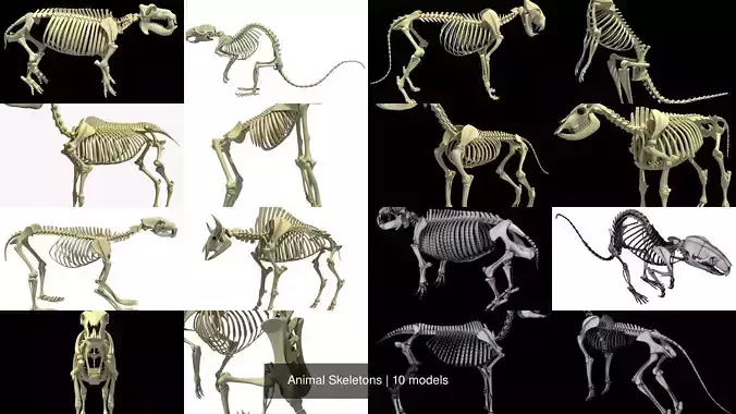 Animal Skeletons 3D Model Collection