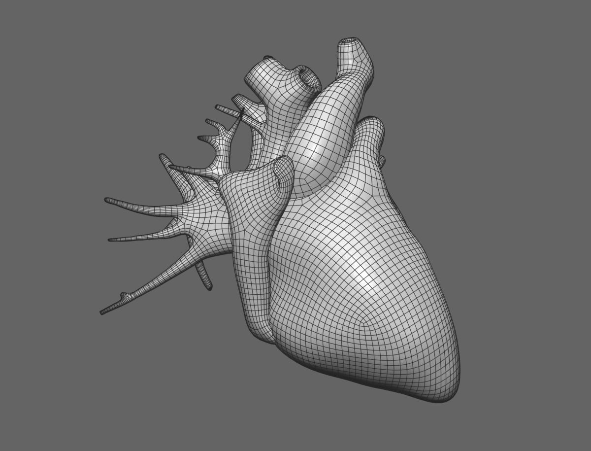 Internal organs - anatomical model with 4K textures 3D model_11