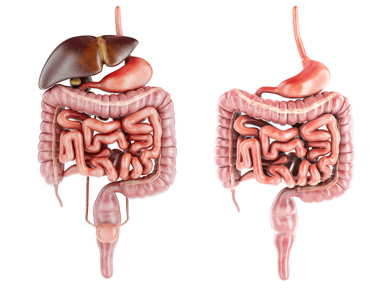 Internal organs - anatomical model with 4K textures 3D model_2