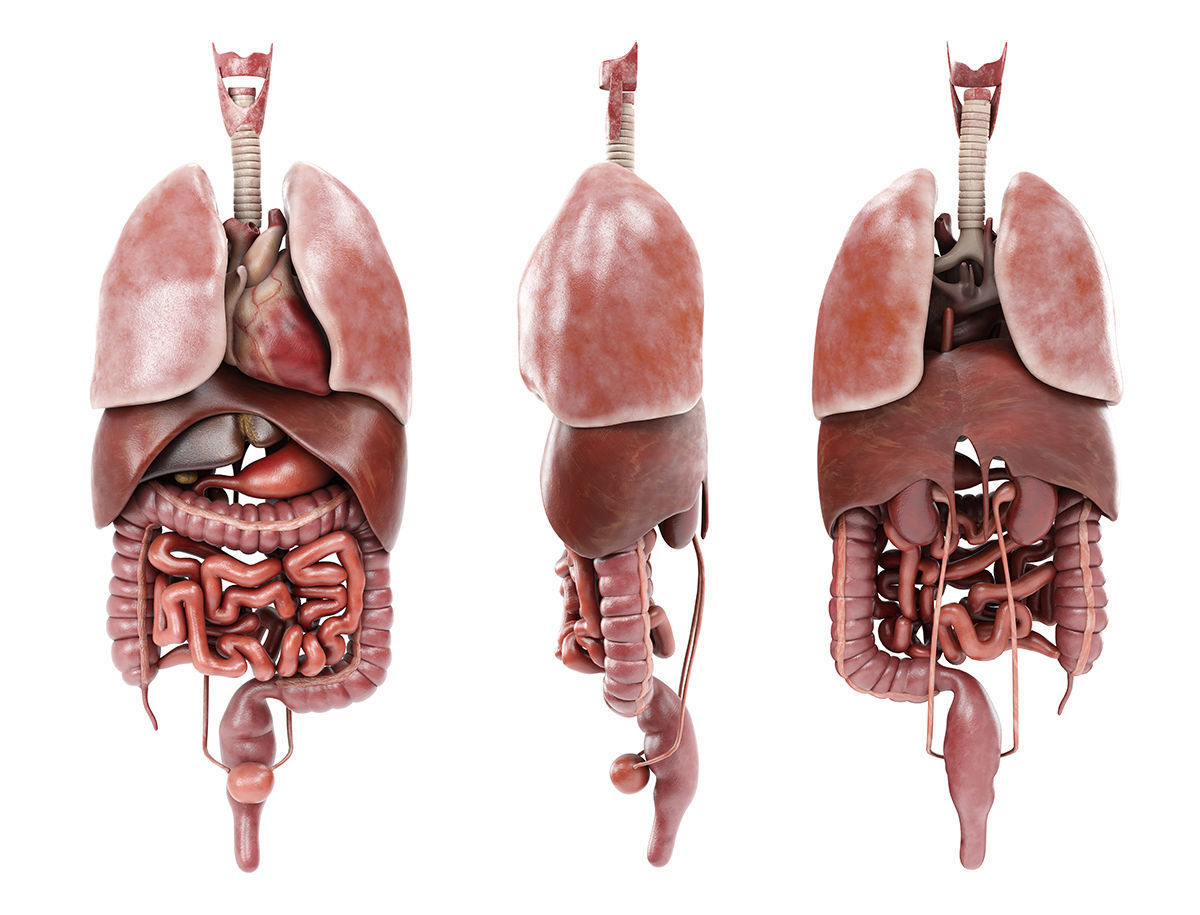 Internal organs - anatomical model with 4K textures 3D model_1