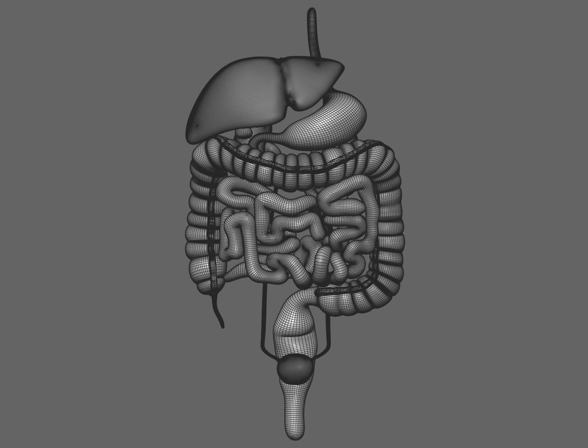 Internal organs - anatomical model with 4K textures 3D model_8