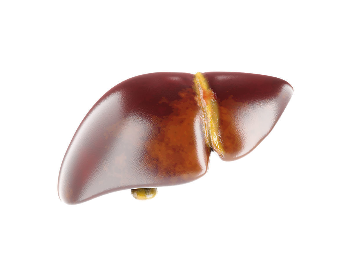 Internal organs - anatomical model with 4K textures 3D model_5