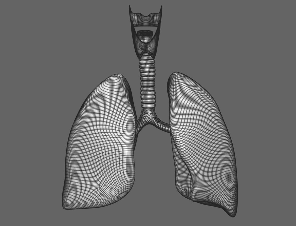 Internal organs - anatomical model with 4K textures 3D model_10