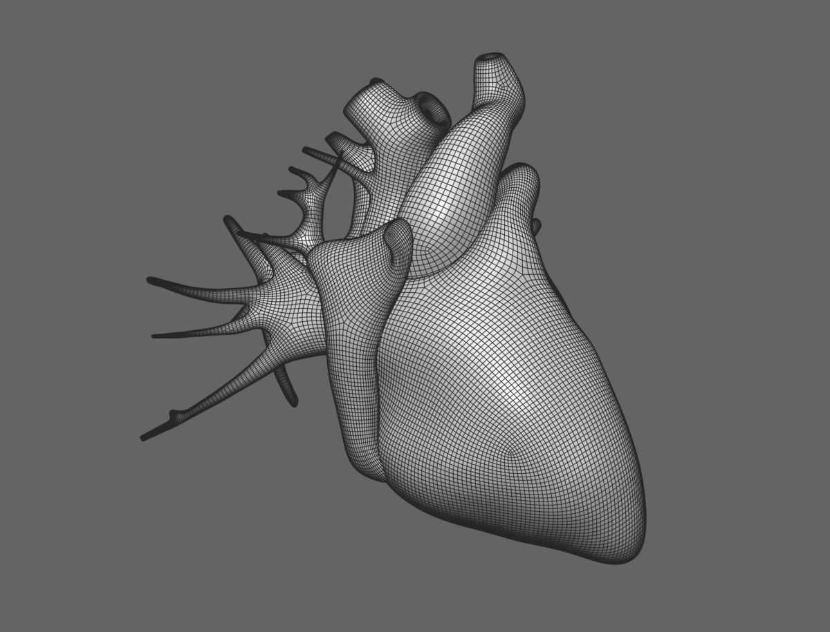 Internal organs - anatomical model with 4K textures 3D model_12