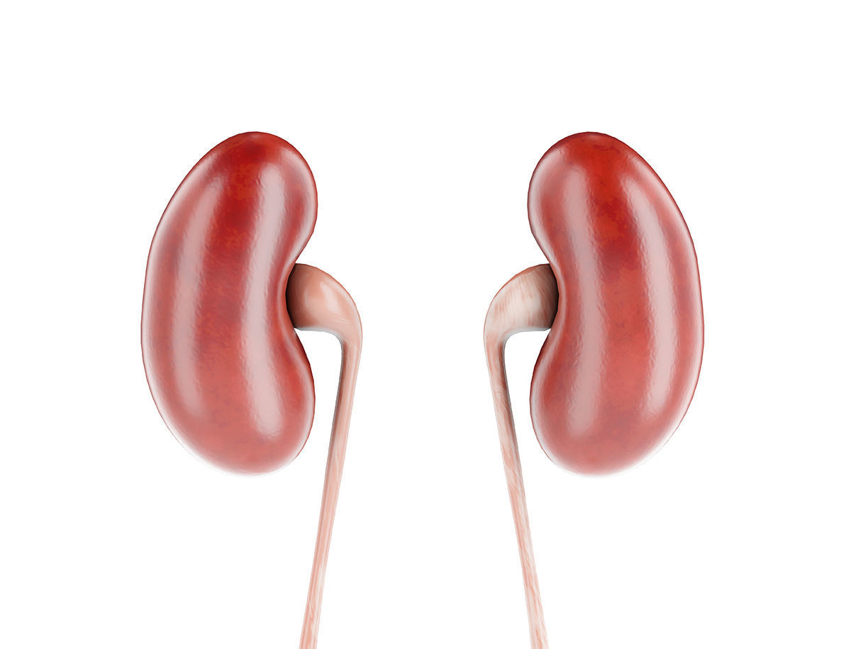 Internal organs - anatomical model with 4K textures 3D model_6