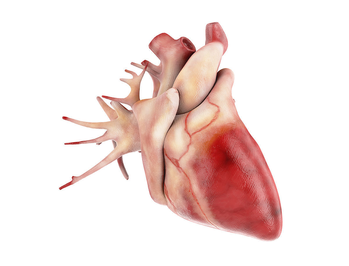 Internal organs - anatomical model with 4K textures 3D model_4