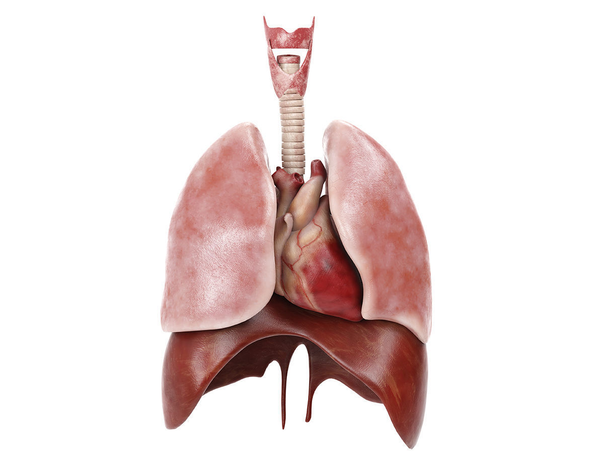 Internal organs - anatomical model with 4K textures 3D model_3