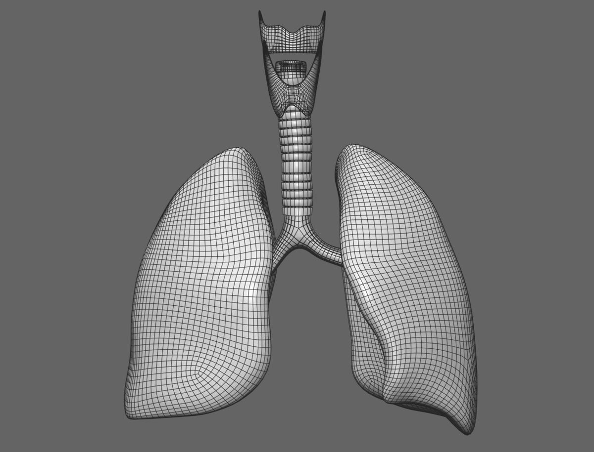 Internal organs - anatomical model with 4K textures 3D model_9