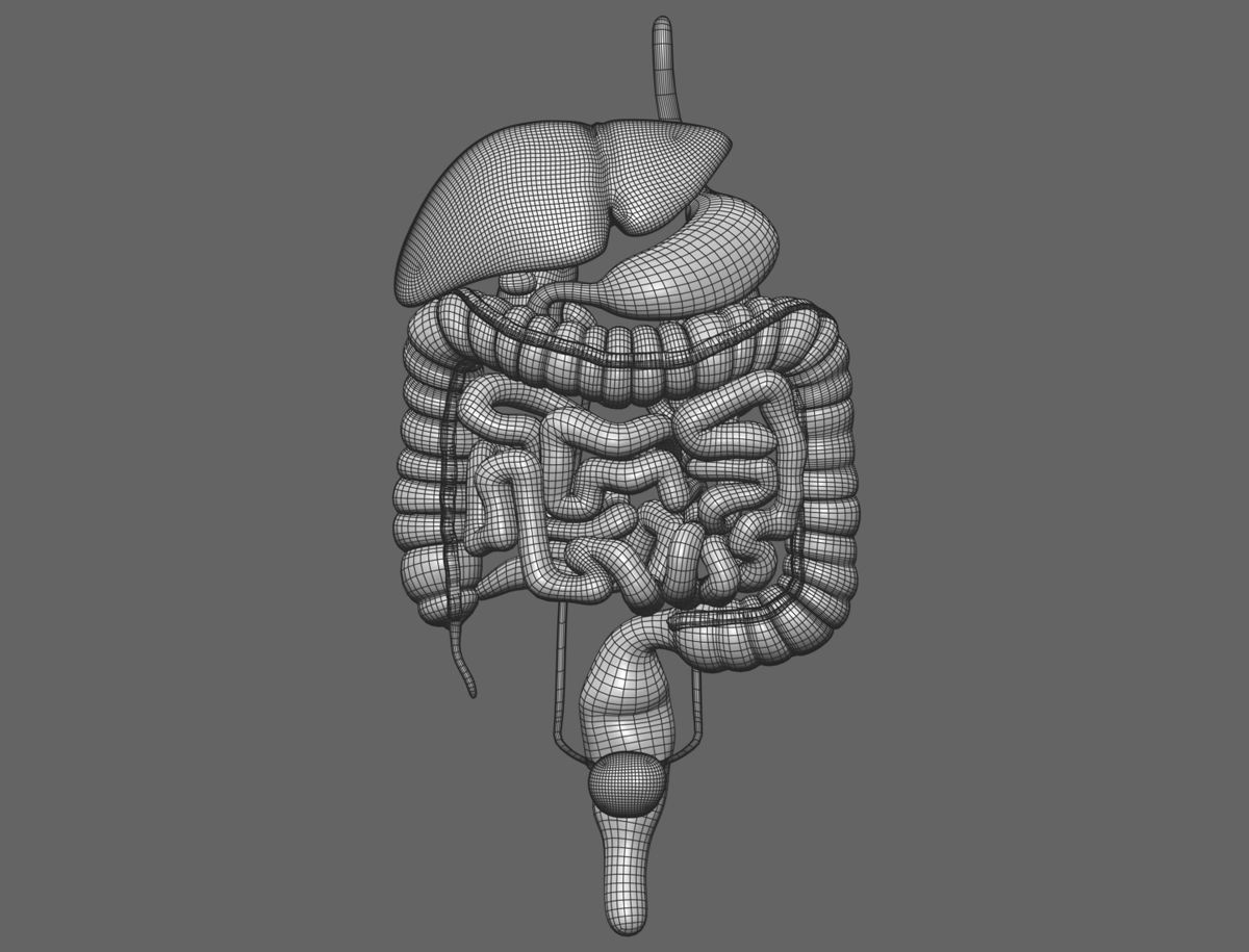 Internal organs - anatomical model with 4K textures 3D model_7
