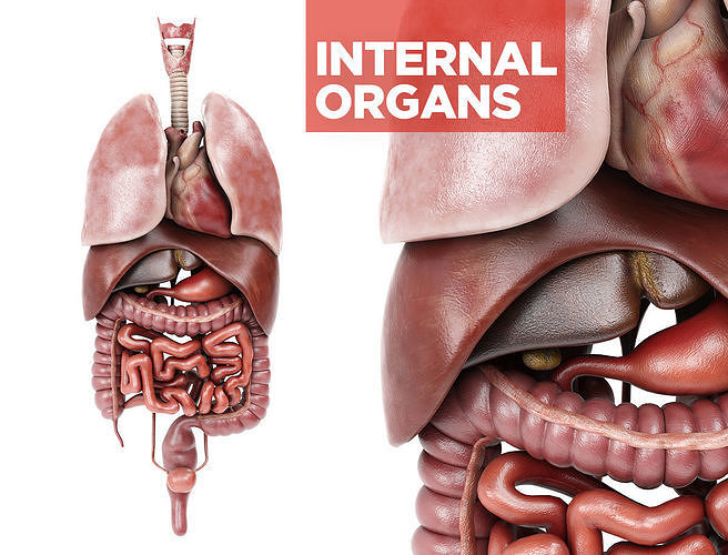 Internal organs - anatomical model with 4K textures 3D model
